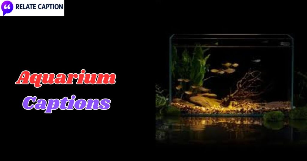 500+ Aquarium Captions: Short Aesthetic Quotes for You 500+ Aquarium Captions: Short Aesthetic Quotes for You