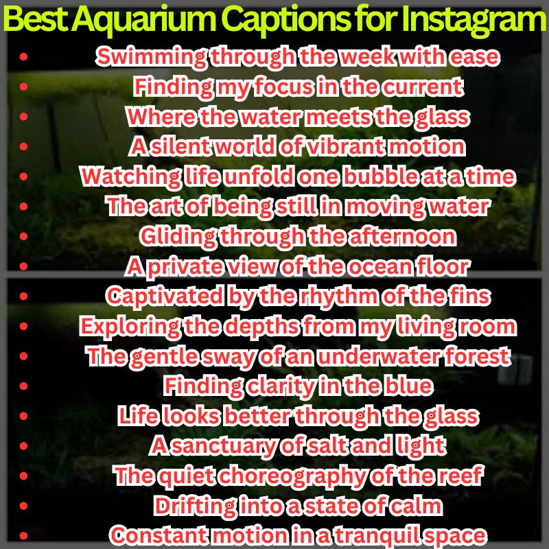 Best Aquarium Captions for Instagram