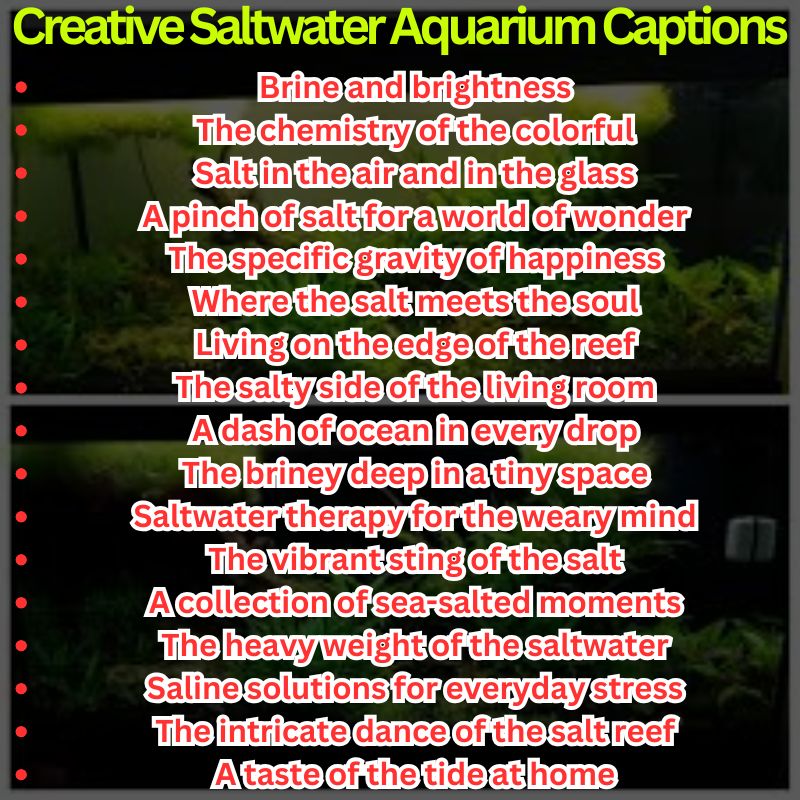 Creative Saltwater Aquarium Captions