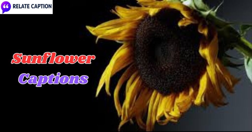 650+ Sunflower Captions & Short Quotes for Instagram