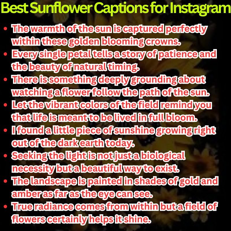 Best Sunflower Captions for Instagram Posts