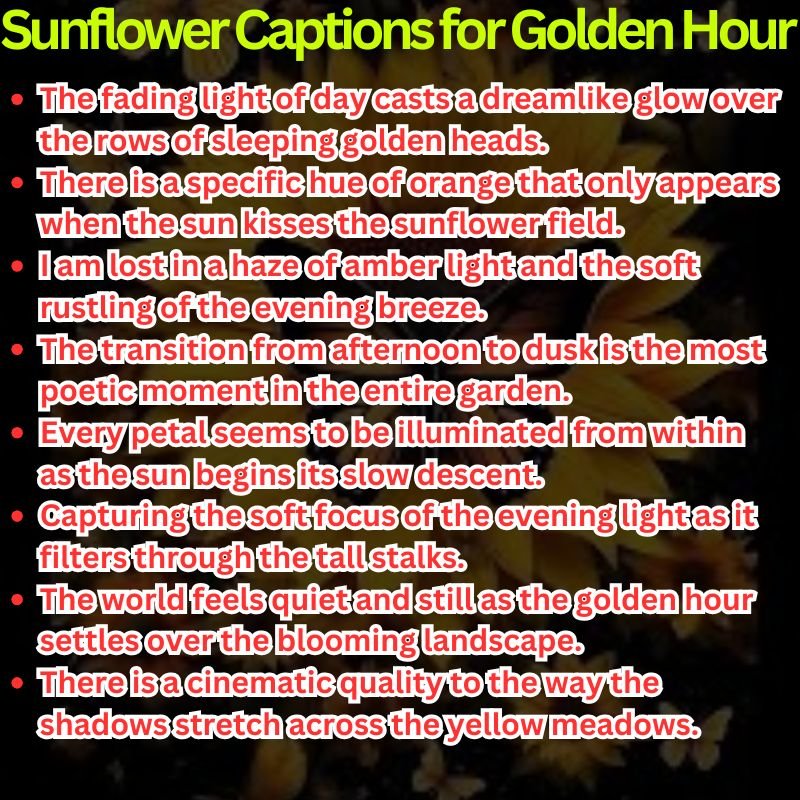 Aesthetic Sunflower Captions for Golden Hour