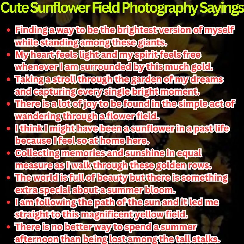 Cute Sunflower Field Photography Sayings