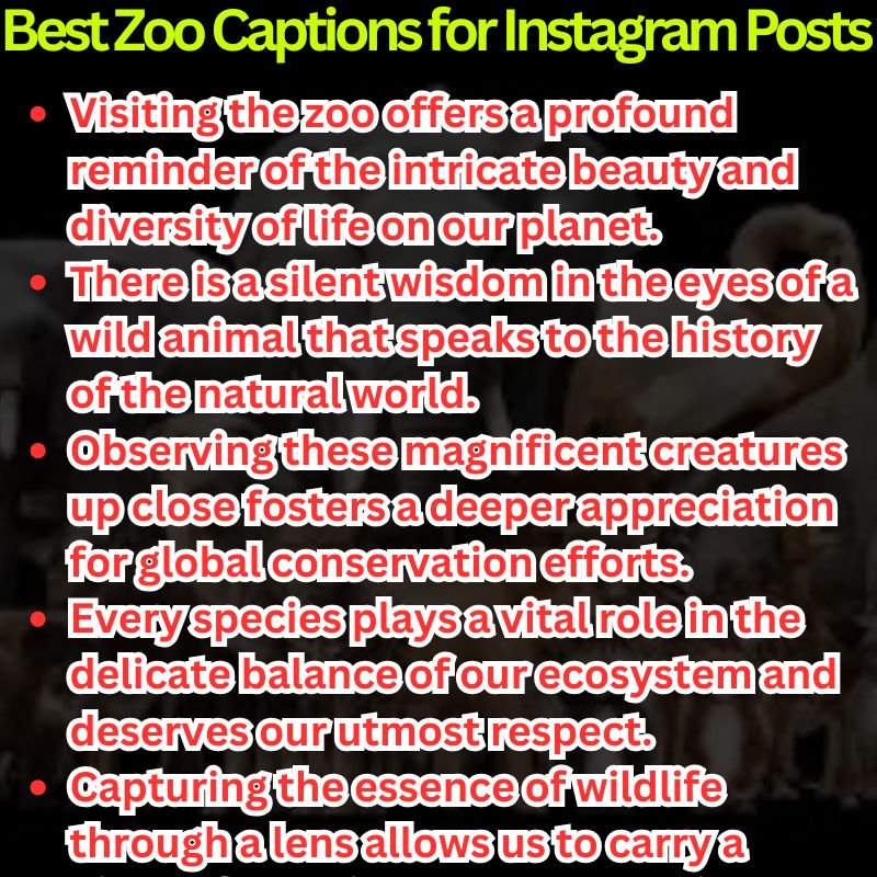 Best Zoo Captions for Instagram Posts