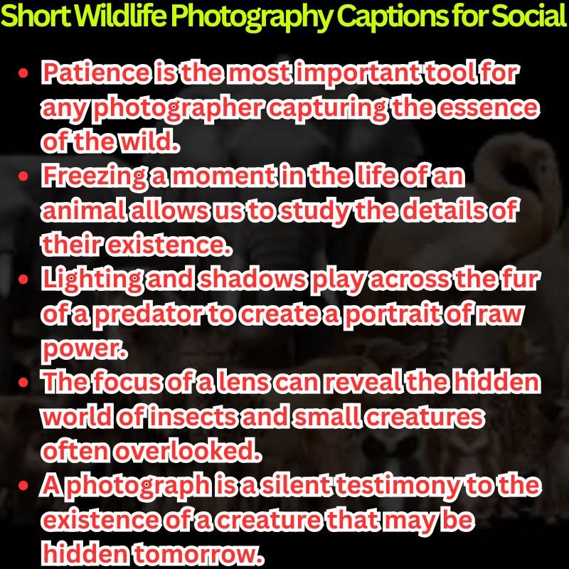 Short Wildlife Photography Captions for Social