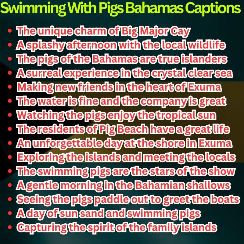 Swimming With Pigs Bahamas Captions