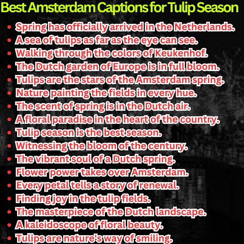 Best Amsterdam Captions for Tulip Season